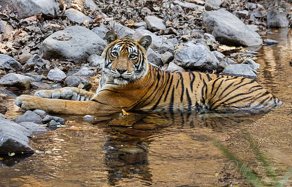 286 Bengal tiger (Panthera tigris tigris) Ranthambore NP India