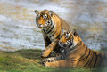 285 Bengal tigers (Panthera tigris tigris) Ranthambore NP India