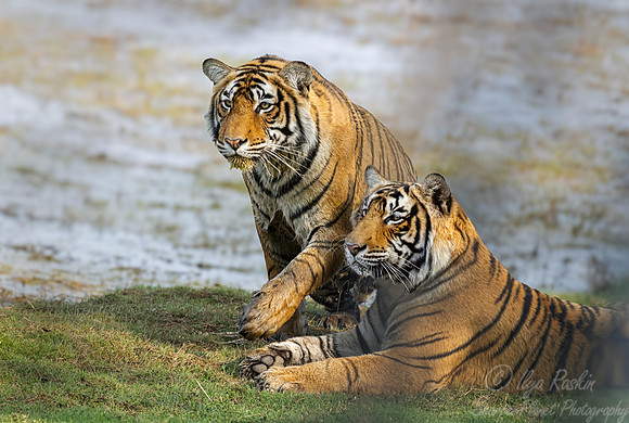 285 Bengal tigers (Panthera tigris tigris) Ranthambore NP India