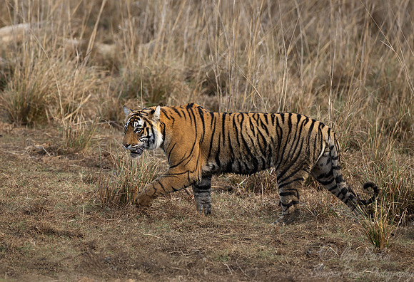288 Bengal tiger (Panthera tigris tigris) Ranthambore NP India