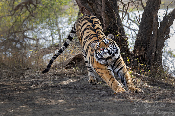 289 Bengal tiger (Panthera tigris tigris) Ranthambore NP India