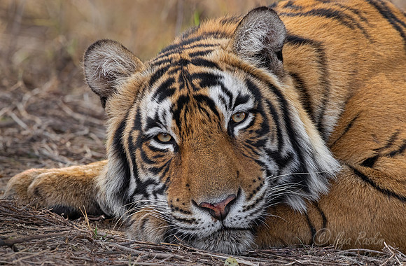 287 Bengal tiger (Panthera tigris tigris) Ranthambore NP India