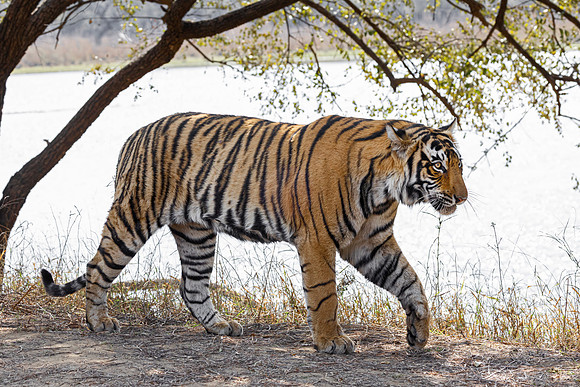 292 Bengal tiger (Panthera tigris tigris) Ranthambore NP India