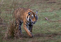 291 Bengal tiger (Panthera tigris tigris) Ranthambore NP India