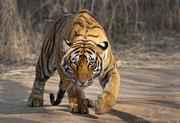 293 Bengal tiger (Panthera tigris tigris) Ranthambore NP India