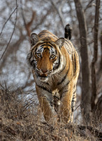 2025 India Animals