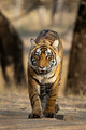 296 Bengal tiger (Panthera tigris tigris) Ranthambore NP India