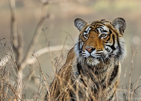 299 Bengal tiger (Panthera tigris tigris) Ranthambore NP India