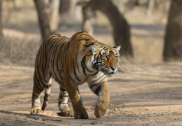 300 Bengal tiger (Panthera tigris tigris) Ranthambore NP India