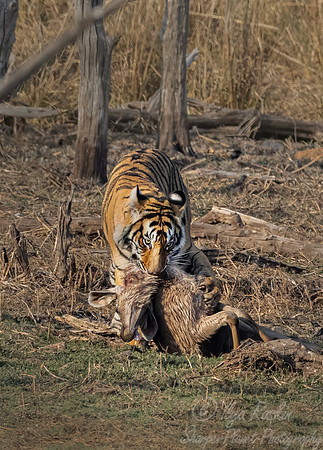 307 Bengal tiger (Panthera tigris tigris) Ranthambore NP India