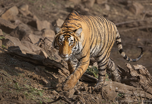 310 Bengal tiger (Panthera tigris tigris) Ranthambore NP India