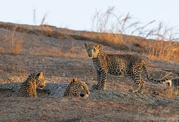 1277 Leopards (Panthera pardus) - Rajistan India