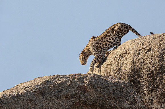 1279 Leopard (Panthera pardus) - Rajistan India