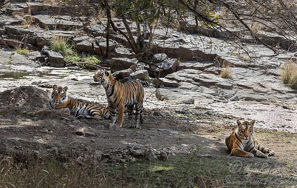 309 Bengal tiger (Panthera tigris tigris) Ranthambore NP India