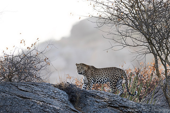 1278 Leopard (Panthera pardus) - Rajistan India