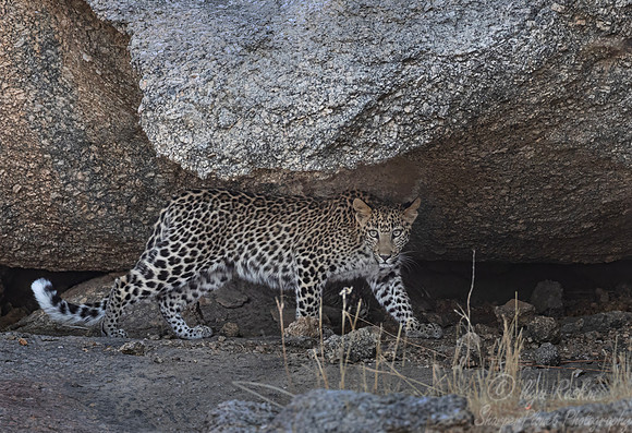 1281 Leopard (Panthera pardus) - Rajistan India