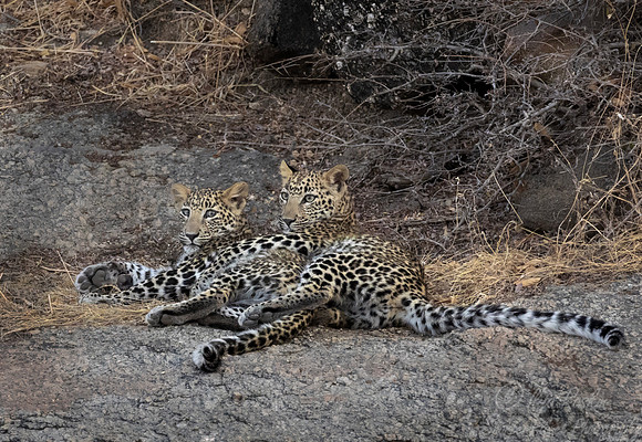 1283 Leopards (Panthera pardus) - Rajistan India