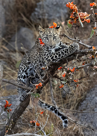 1287 Leopard (Panthera pardus) - Rajistan India