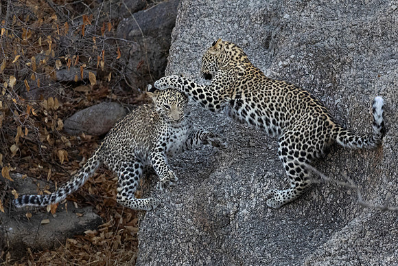 1285 Leopards (Panthera pardus) - Rajistan India
