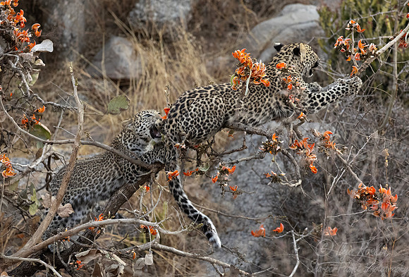 1286 Leopards (Panthera pardus) - Rajistan India