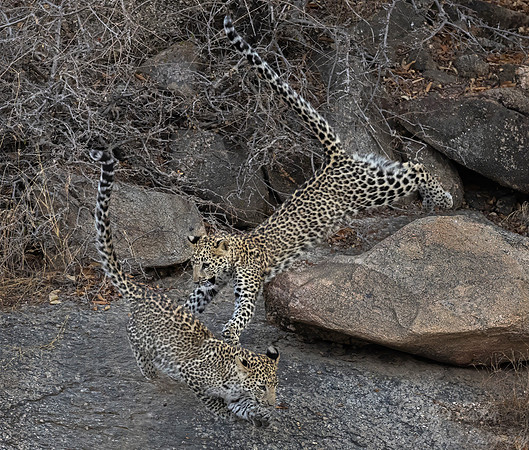 1284 Leopards (Panthera pardus) - Rajistan India
