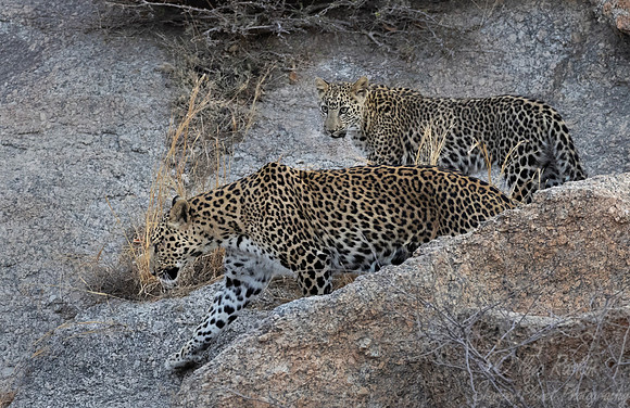 1289 Leopards (Panthera pardus) - Rajistan India
