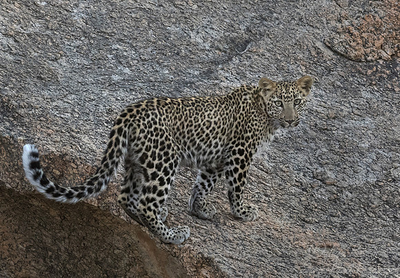 1290 Leopards (Panthera pardus) - Rajistan India