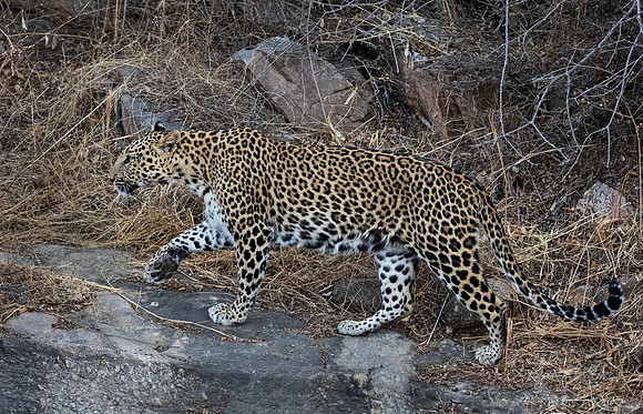 1288 Leopard (Panthera pardus) - Rajistan India
