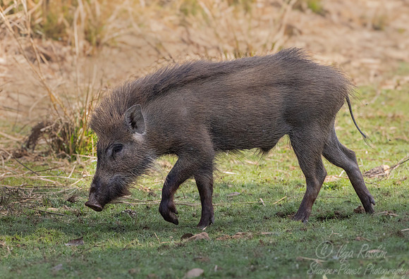 2266 Indian wild boar (Sus scrofa cristatus) - Rajistan India