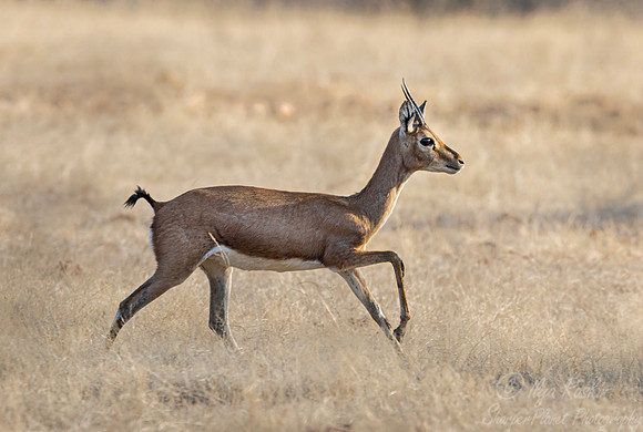 2267 Indian gazzele or Chinkara (Gazella bennettii)