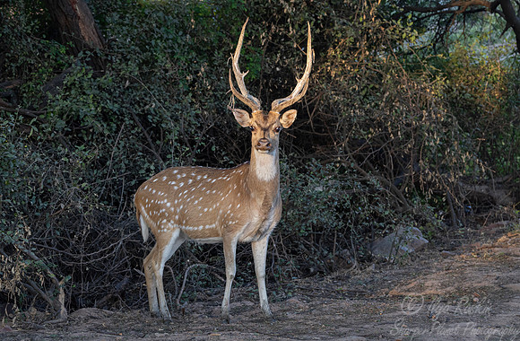 2274 Chital or Spotted deer (Axis axis) - Rajistan India