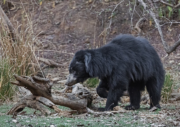 2292 Sloth bear (Melursus ursinus) - Rajistan Inda