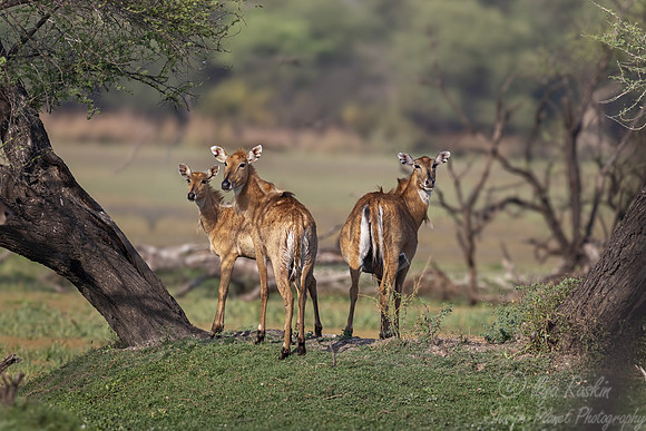 2279 Nilgais (Boselaphus tragocamelus) - Rajistan India