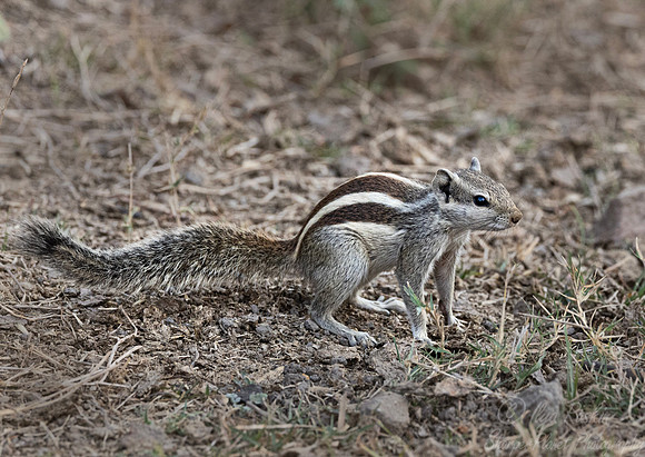 3270 Three-striped palm squirrel (Funambulus palmarum) - Rajistan India
