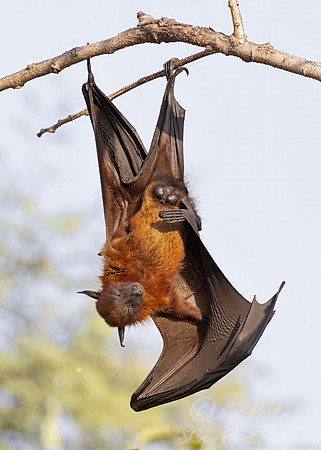 3271 Indian flying fox (Pteropus medius) - Rajistan India