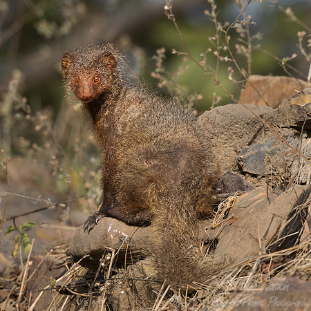 3269 Ruddy mongoose (Urva smithii) - Rajistan India