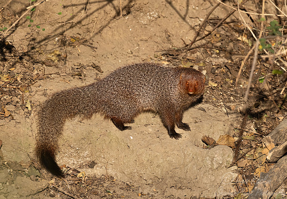 3268 Ruddy mongoose (Urva smithii) - Rajistan India