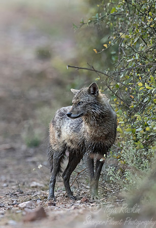 5405 Golden jackal (Canis aureus) - Rajistan India