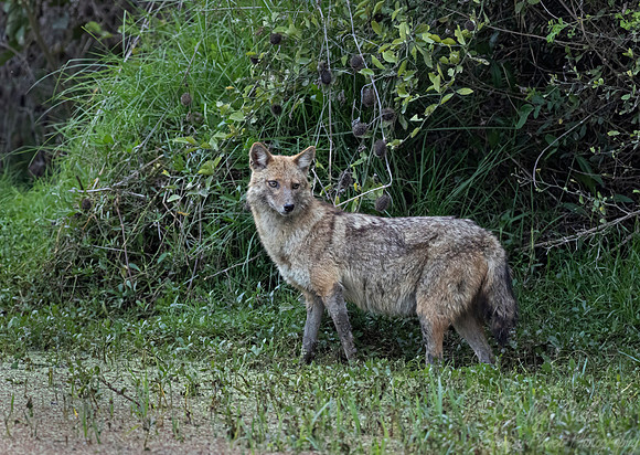 5407 Golden jackal (Canis aureus) - Rajistan India