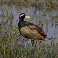 070 Bronze-winged Jacana (Metopidius indicus)- Rajistan India