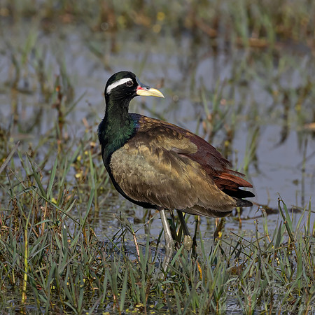 070 Bronze-winged Jacana (Metopidius indicus)- Rajistan India