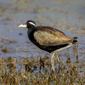 071 Bronze-winged jacana (Metopidius indicus)- Rajistan India