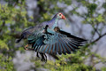 075 Grey-headed swamphen (Porphyrio poliocephalus) - Rajistan India