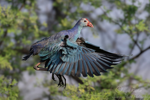 075 Grey-headed swamphen (Porphyrio poliocephalus) - Rajistan India