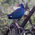076 Grey-headed swamphen (Porphyrio poliocephalus) - Rajistan India