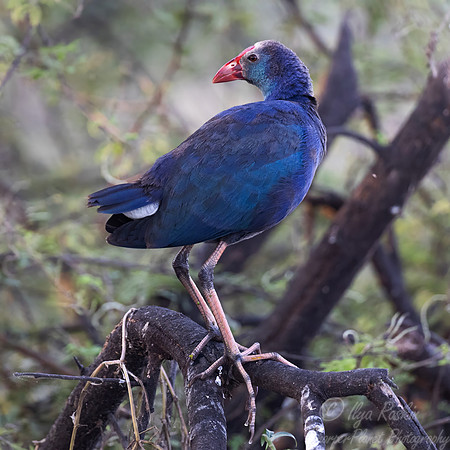 076 Grey-headed swamphen (Porphyrio poliocephalus) - Rajistan India
