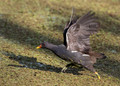 072 Common moorhen (Gallinula chloropus)- Rajistan India