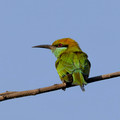 079 Asian green bee-eater (Merops orientalis) - Rajistan India