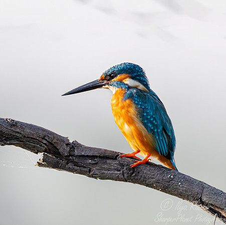 077 Common Eurasian kingfisher (Alcedo atthis) - Rajistan India