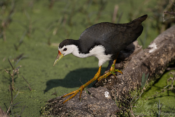 073 White-breasted waterhen (Amaurornis phoenicurus) - Rajistan India